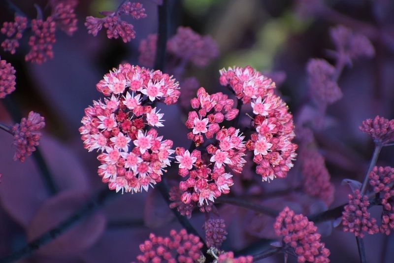 Garden plants to plant in September