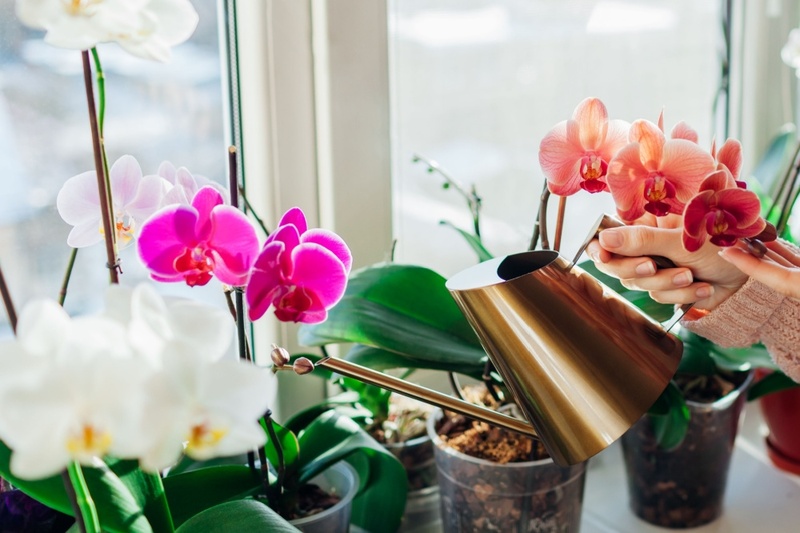 How to take care of orchids