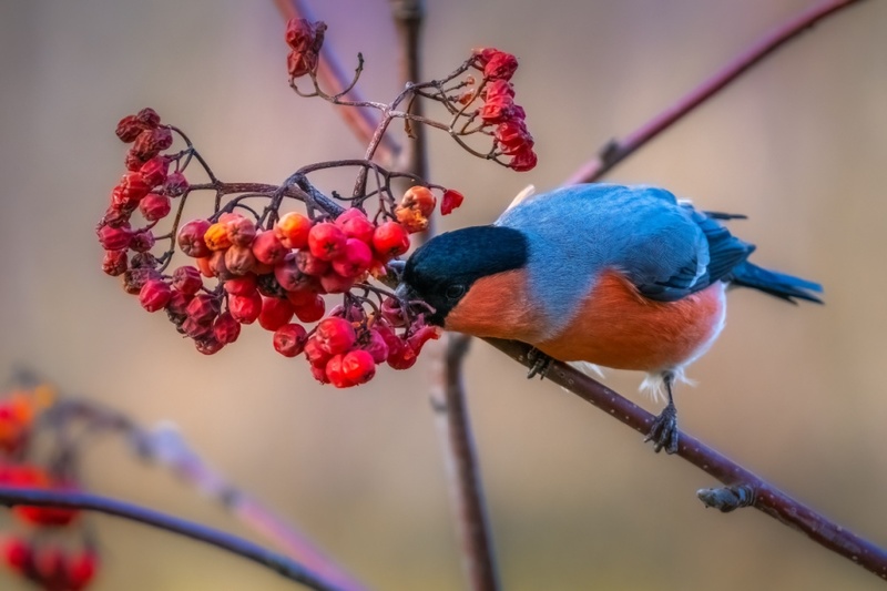 Top 15 gardening tips for January