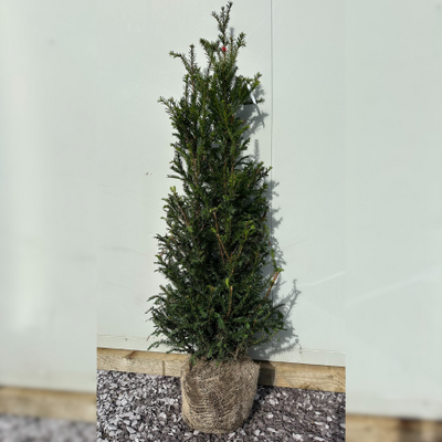 100-125CM Taxus baccata