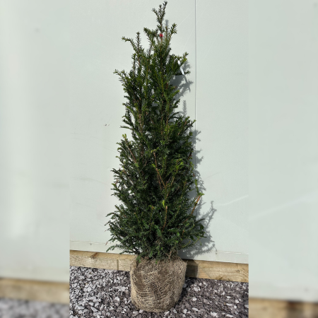 100-125CM Taxus baccata - Coblands Garden Centre