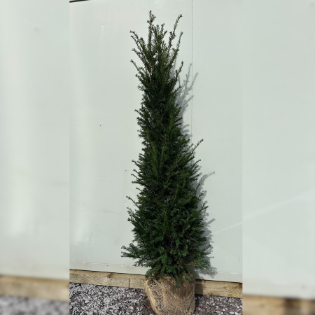 150-175CM Taxus baccata