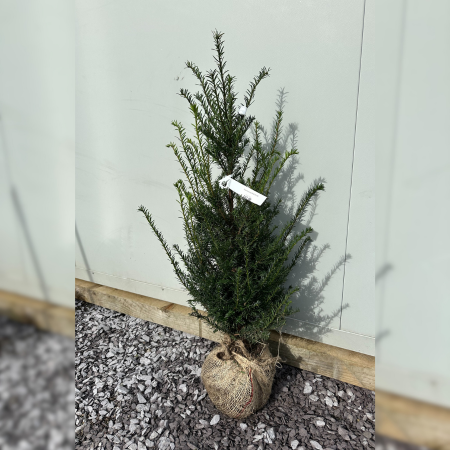 60-80CM Taxus baccata