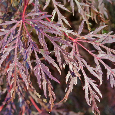 Acer (Giapponese) Dissectum "Inaba-shidare" - image 1