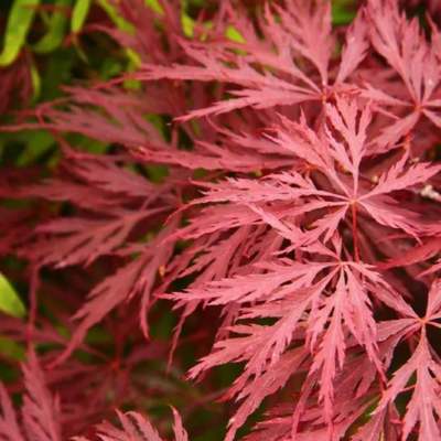 Acer (giapponese) dissectum "Tamukeyama"