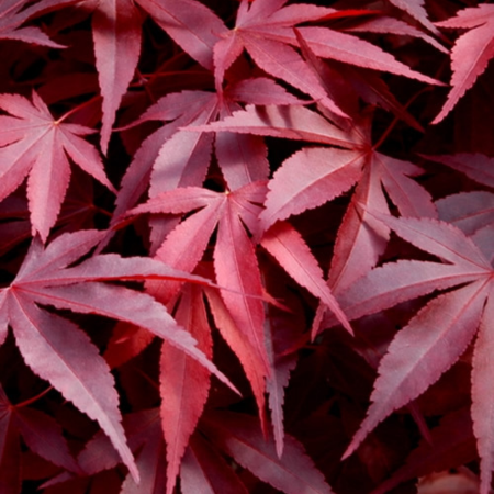 Acer (Giapponese) Palmatum "Atrop.Fire"