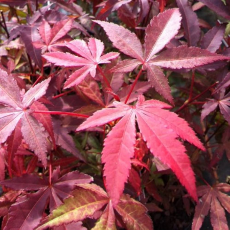 Acer (Giapponese) Palmatum "Atropurpurea