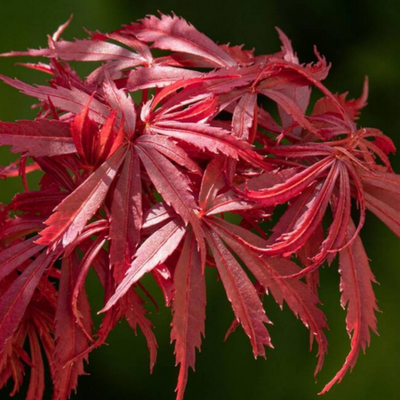 Acer (giapponese) palmatum "Jerre Schwartz"