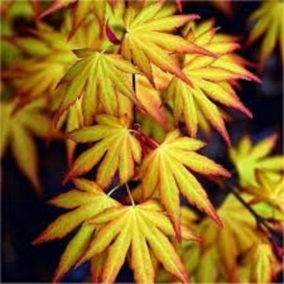 Acer (Giapponese) Palmatum "Katzura"