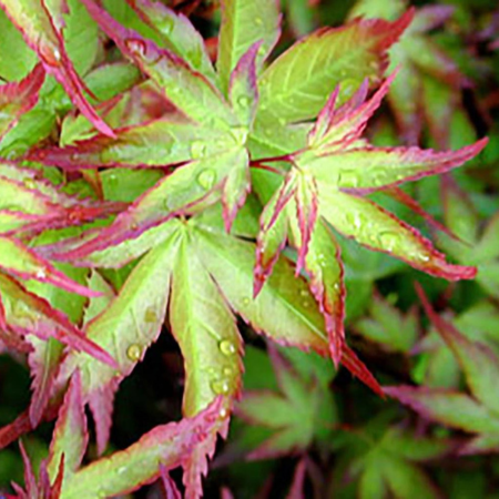 Acer (giapponese) palmatum "Little Princess"