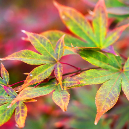 Acer (Giapponese) Palmatum "Osakasuki"