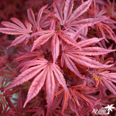 Acer (Giapponese) Palmatum "Skeeters"