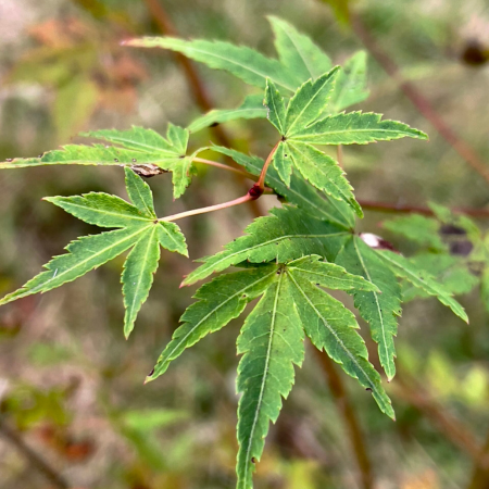 Acer (Giapponese) Palmatum "Tsukasa - image 1