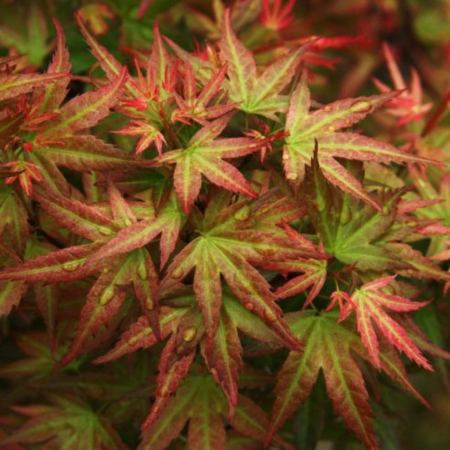 Acer (Giapponese) Palmatum "Wilson's Pink"