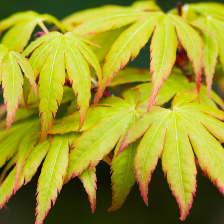 Acer pal. 'Sangokaku' 