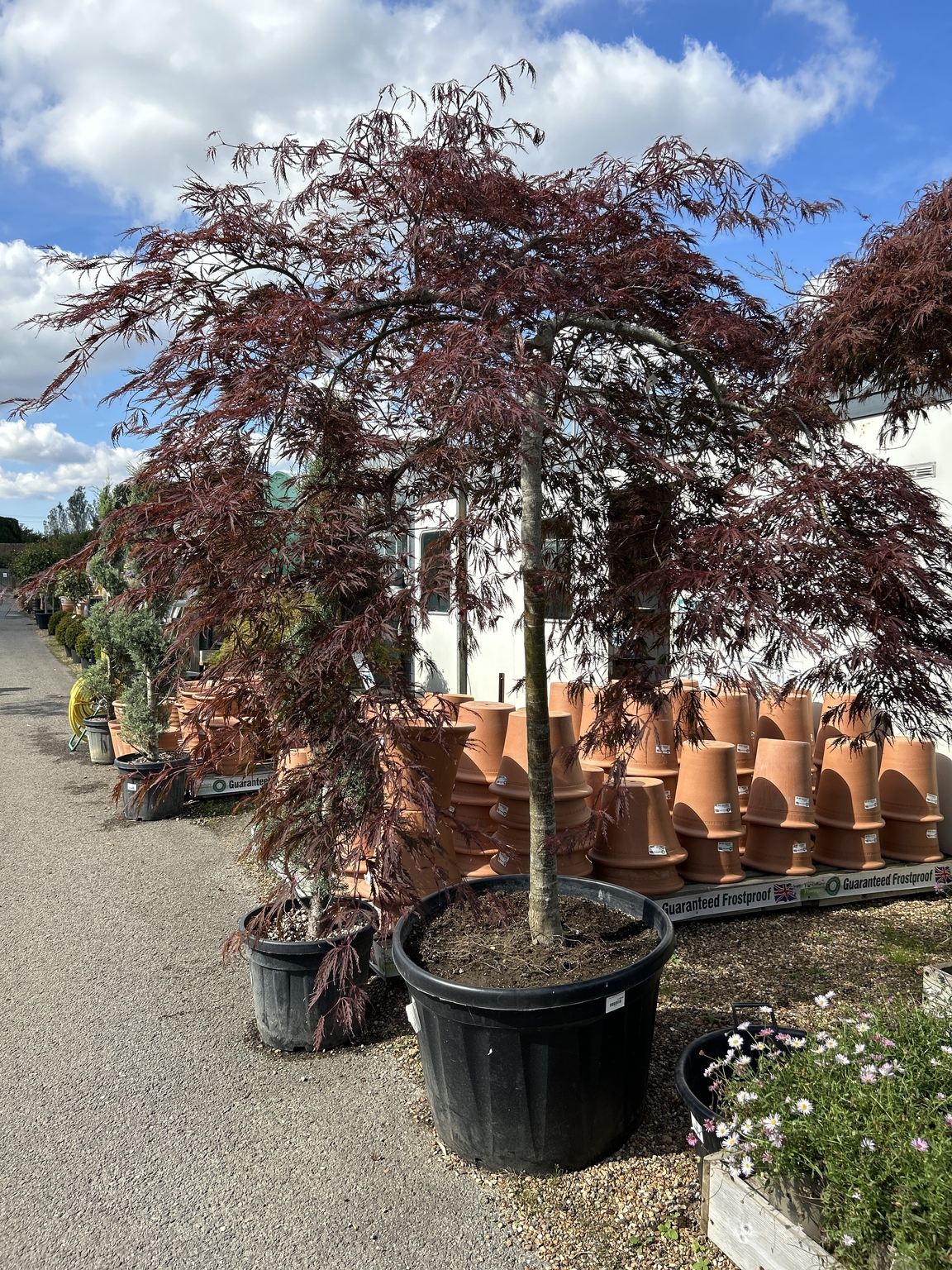 Acer palmatum Tamukeyama - Coblands Garden Centre