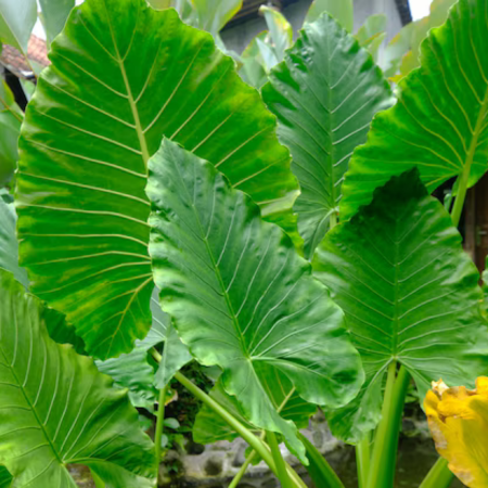 Alocasia Macrorrhizos