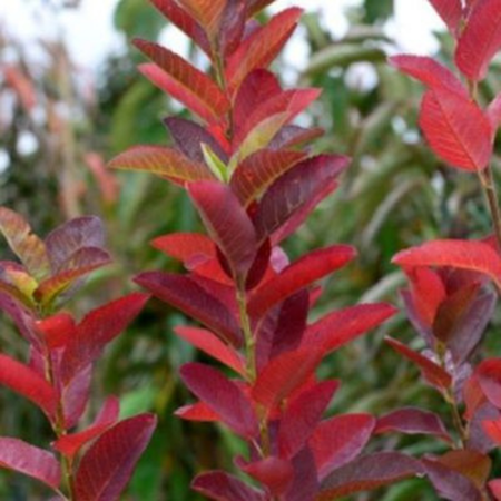 Amelanchier Canadensis October Flame 