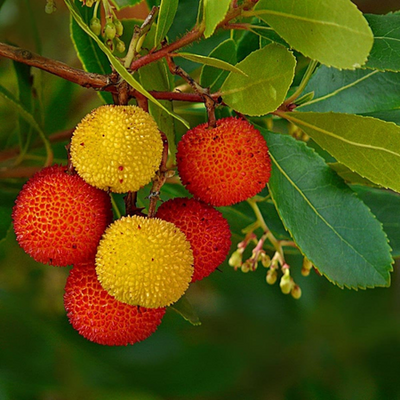 Arbutus Unedo