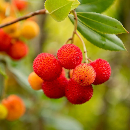 Arbutus Unedo