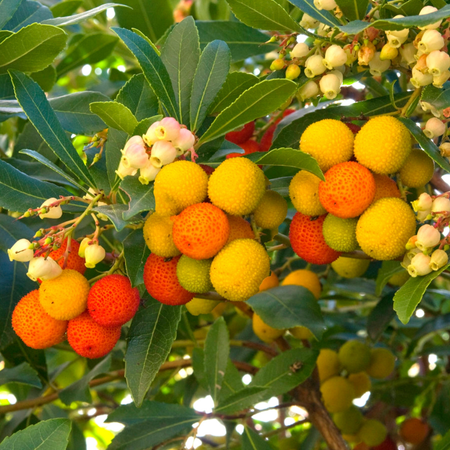 Arbutus Unedo Compactum