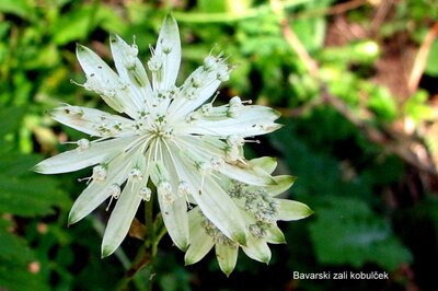 Astrantia bavarica - image 2