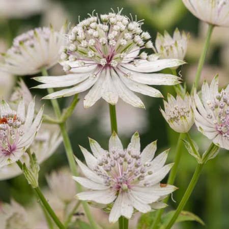 Astrantia bavarica - image 1