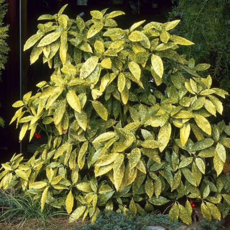 Aucuba Jap.Crotonifolia Gold - image 1