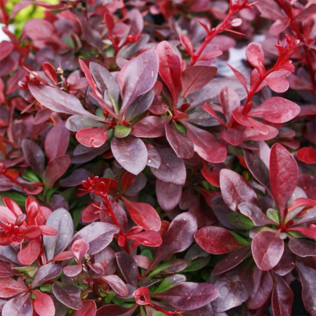 Berberis thunbergii atropurpurea