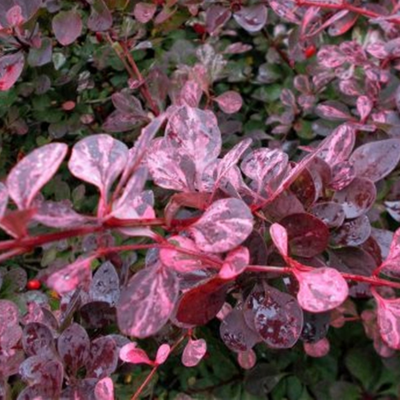 Berberis thunbergii Pink Queen