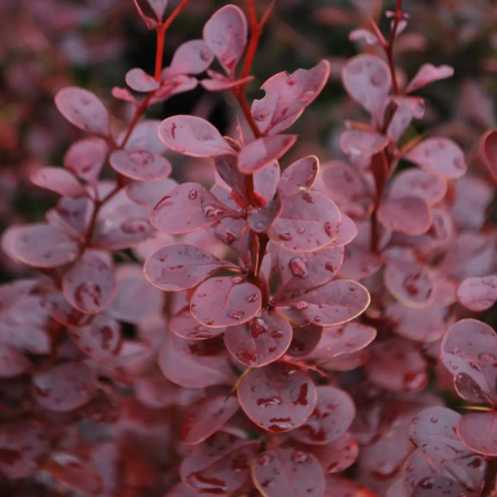 Berberis thunbergii Red Pillar