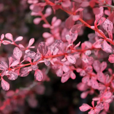 Berberis thunbergii Rose Glow