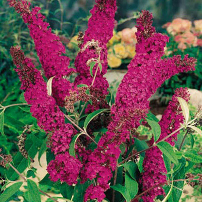 Buddleia davidii Royal Red