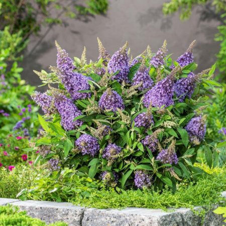 Buddleja Butterfly Candy Lila Sweetheart