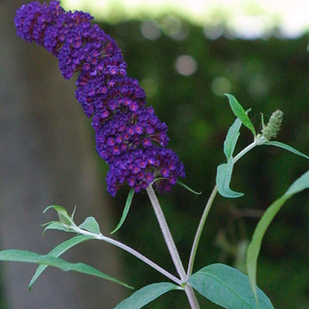 Buddleja dav. 'Black Knight'