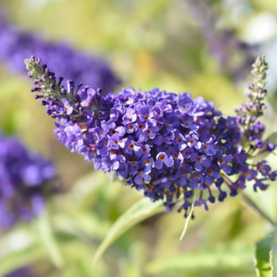 Buddleja davidii Buzz Indigo