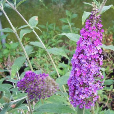 Buddleja davidii Empire Blue