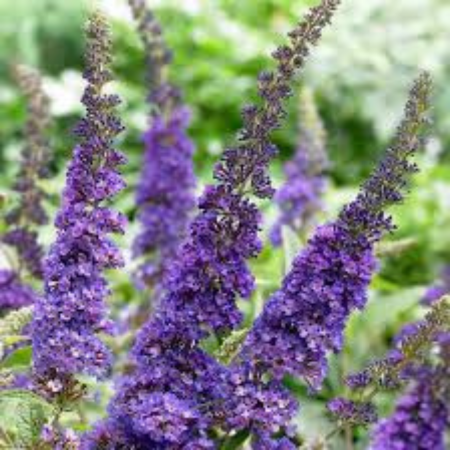 Buddleja Empire Blue