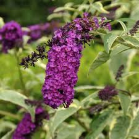 Buddleja Harlequin