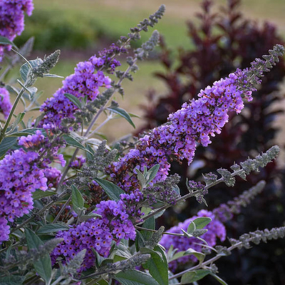 Buddleja Humdinger Lavender Cupcake