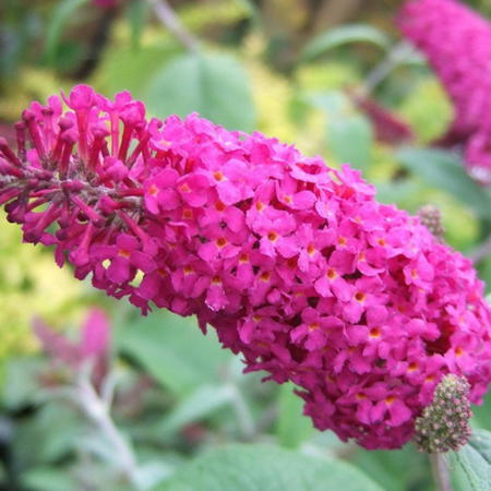 Buddleja Miss Ruby