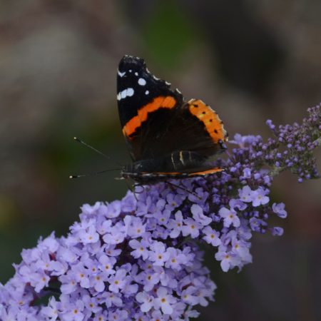 Buddleja Monarch Glass Slippers