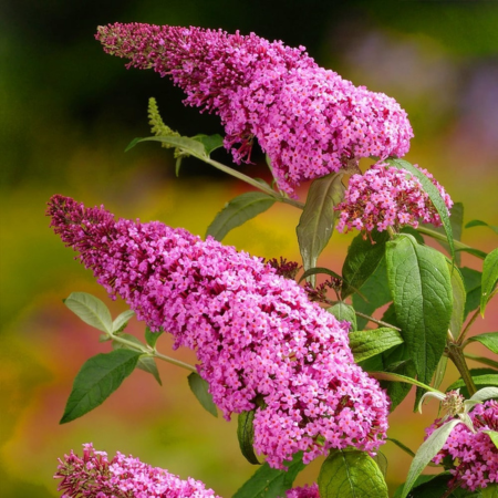 Buddleja Pink Delight