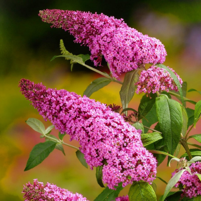 Buddleja Pink Delight