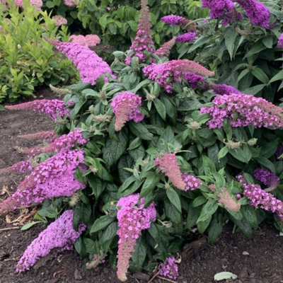 Buddleja Rocket Star Flamingo