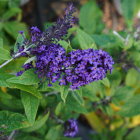 Buddleja Rocket Star Indigo