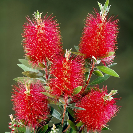 CALLISTEMON LAEVIS