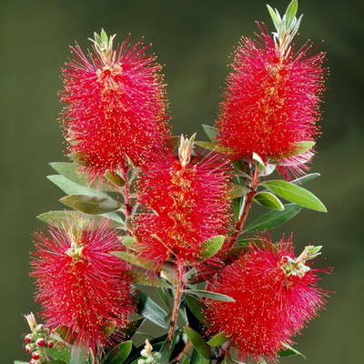 CALLISTEMON LAEVIS