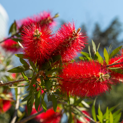 Callistemon Splendens 