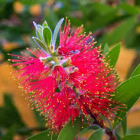 Callistemon Splendens